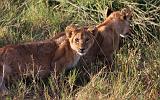 TANZANIA - Serengeti National Park - Leoni Lions - 17